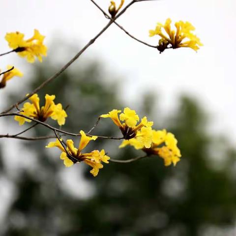 市桥河边的春天