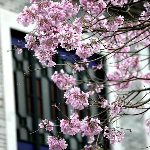 红风铃-沙湾古镇