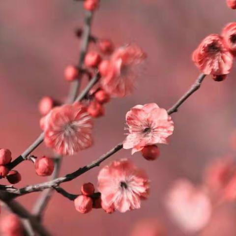 并肩前行，共筑梦想——语文组第五周工作小结