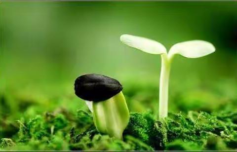 时光不语，静待花开——语文组“静待花开”活动串烧总结