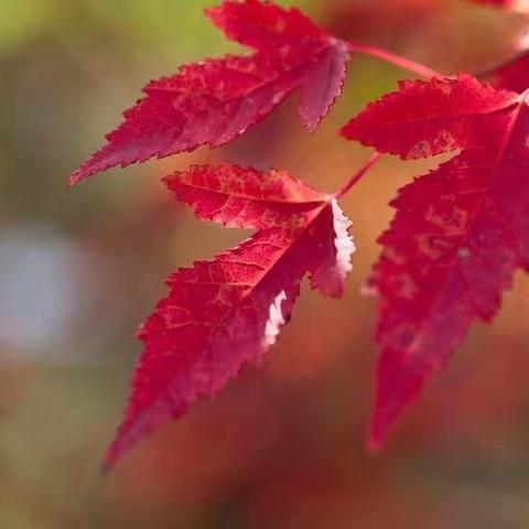 我的淮北师大研学记（四）————素心如雪，无问西东                                     袁爱国的思与诗