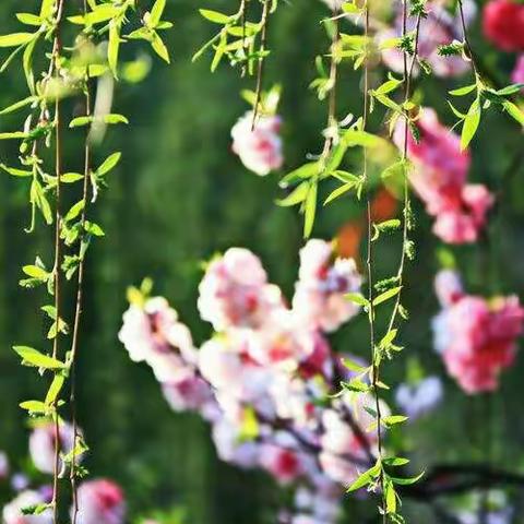 老师为你们扬帆护航！——语文组第七周工作小结！