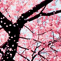 愿每一个学子如花，在春日里努力绽放！——语文组第六周工作小记