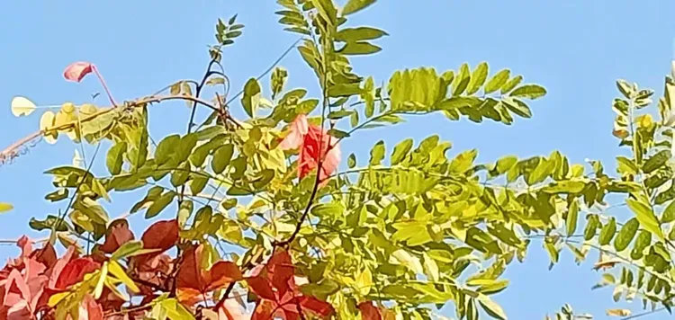 美国秋红枫介绍