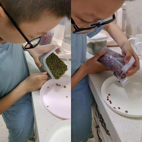 水培绿豆和红豆观察日志            ——四（1）班 孙高涵