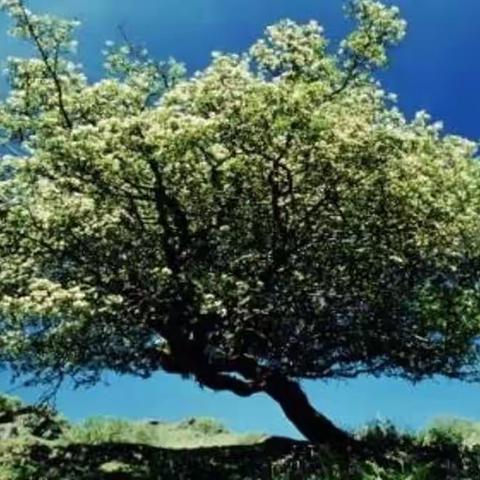 浪漫七夕|心中的山楂树