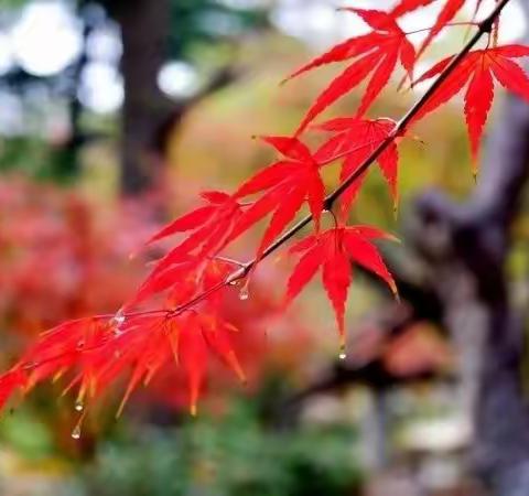 “听雨如听古乐，得书似得良朋”《非暴力沟通》（七）| 第四期智慧父母成长读书会（总第46期）