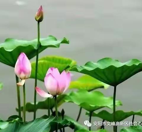 夏日荷花香《非暴力沟通》（五）读书团体