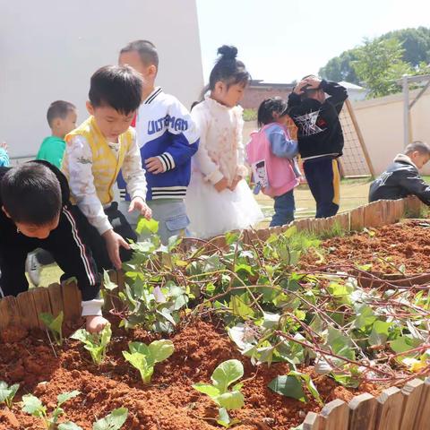 我和红薯有个约会——九洲移民小区幼儿园中班食育课程故事