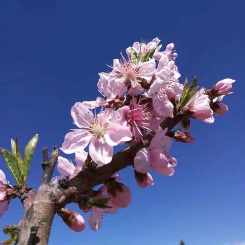 桃之夭夭，灼灼其华， 三生三世，十里桃花——2017洛池渠桃花节🌸