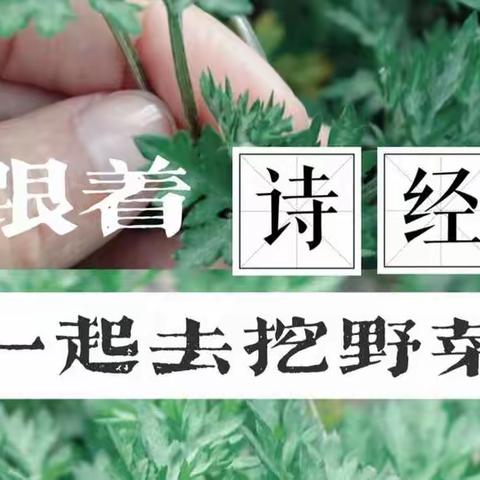 跟着《诗经》一起去挖野菜活动