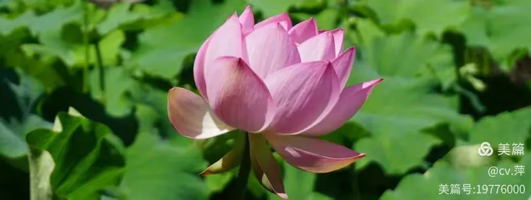 盆养荷花怎么养