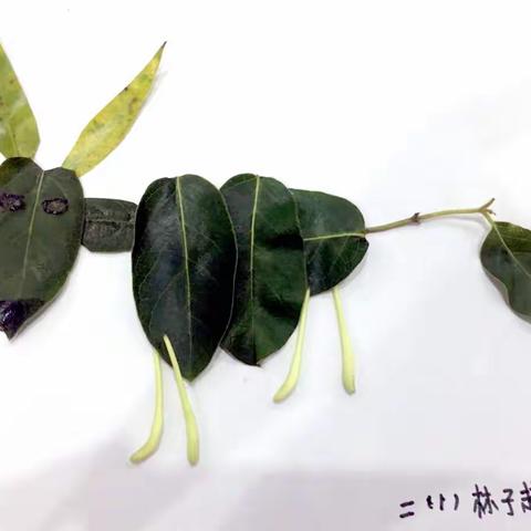 小花草，大世界