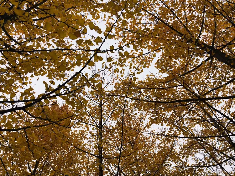 留下秋天的足迹