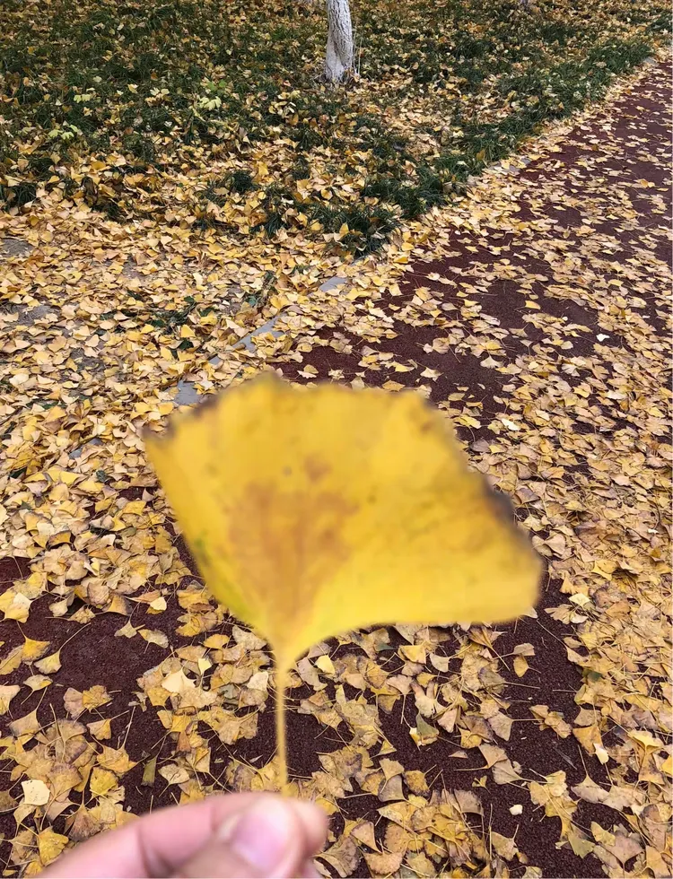 留下秋天的足迹