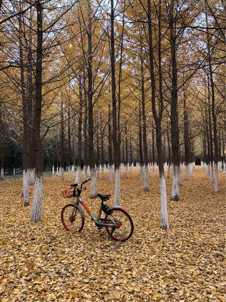 留下秋天的足迹