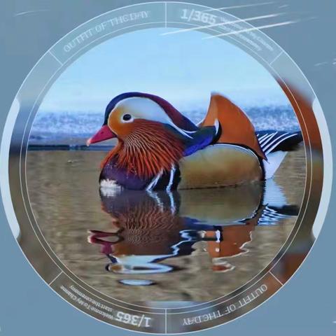 【文化旅游.张掖】泥融飞燕子，沙暖睡鸳鸯（组图）