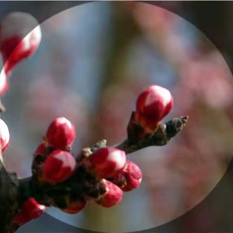 【摄影田地.酒泉】一支红杏出墙来（组图）