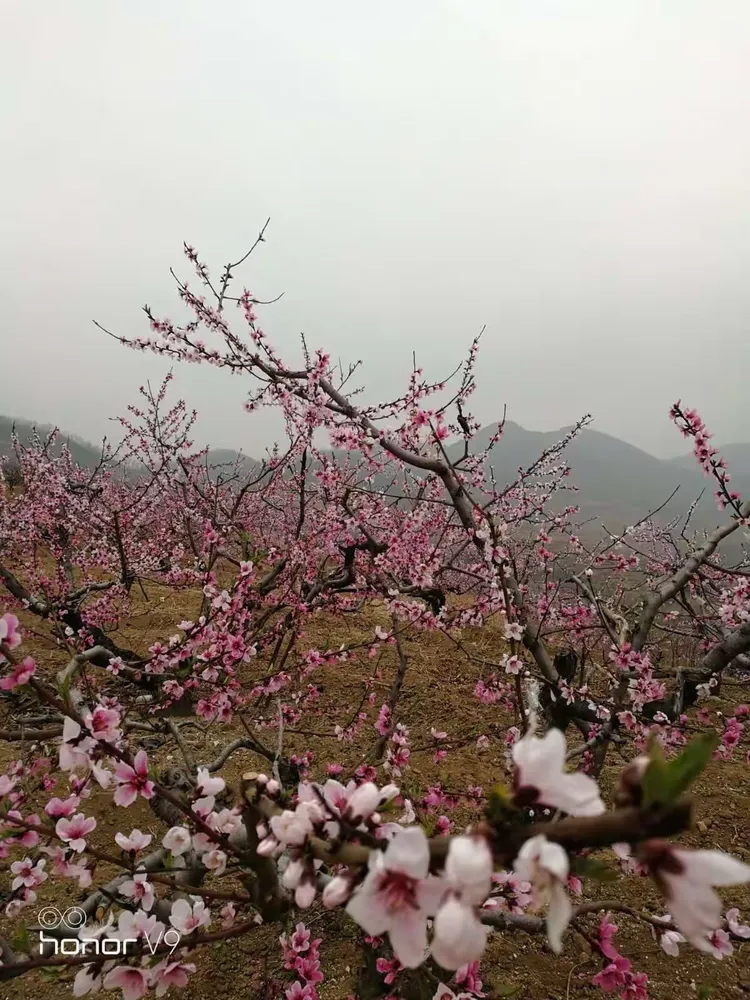 博山池上桃花峪图片