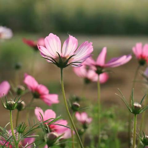 格桑花开