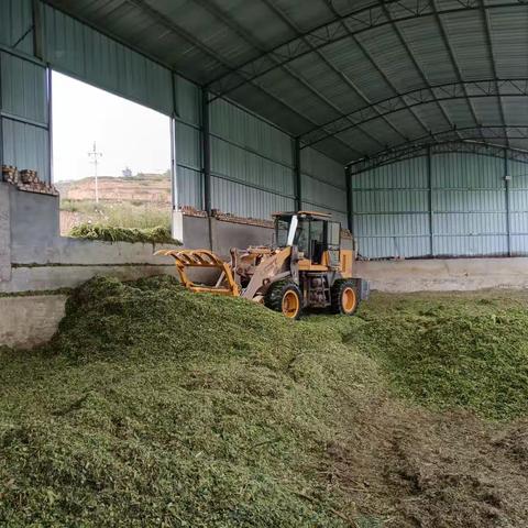 永宁镇玉米秸秆青贮工作全面启动