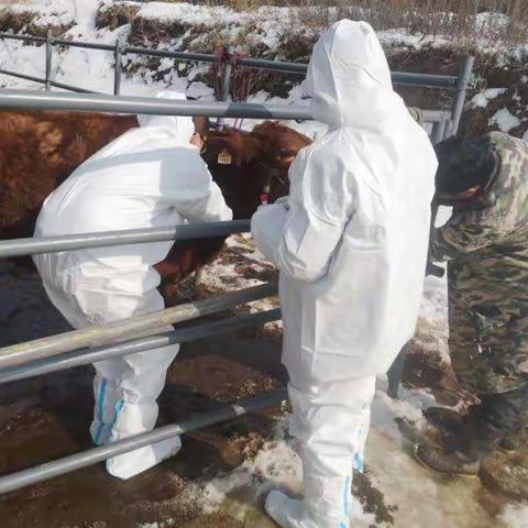 永宁镇畜牧兽医站组织开展辖区内规模养牛场布病监测工作