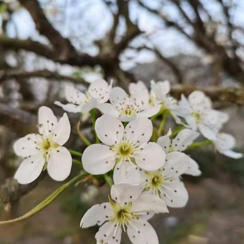 阳春三月百花开     翩翩仙子踏春来———作者：邓元娟