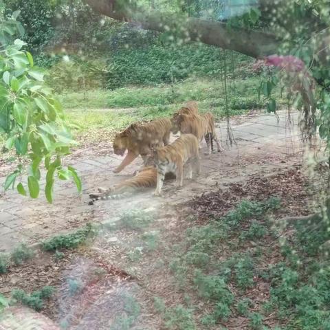 深圳野生动物园之旅