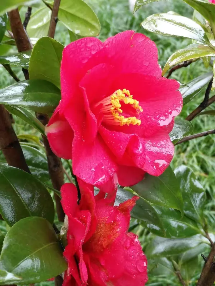 山茶花——重庆的市花。花朵又密又红，近看朵朵红艳，远看枝枝娇美。