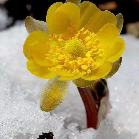 冰凌花-冰雪里的小精灵