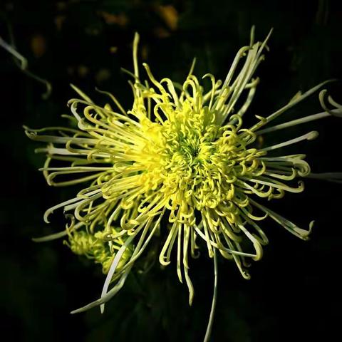 金秋赏菊一一画意菊花