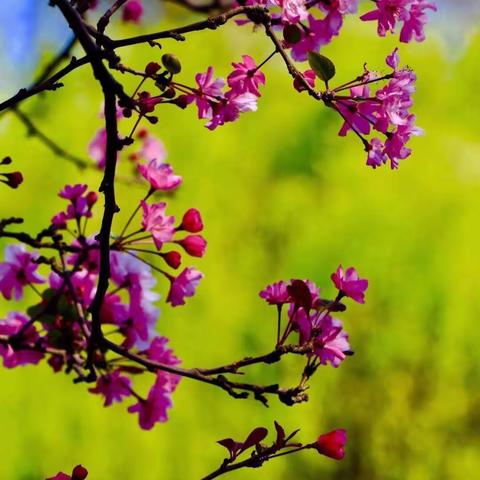 沭阳县金色摇篮幼儿园—“风雨过后，春光与你共赴”中班工作简报