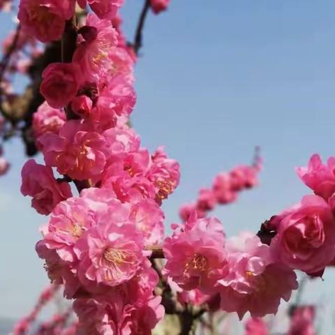 诗意的春天，春天的诗意——实验小学一年级诗词创作展示活动