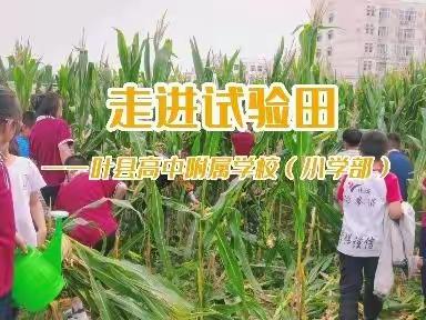 “走进试验田”——县高附属小学部新学期第一次实践活动