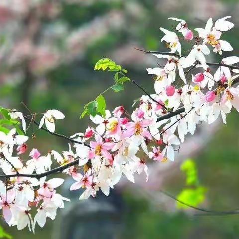 快来看呀！蓝洋樱花庄园开园了！