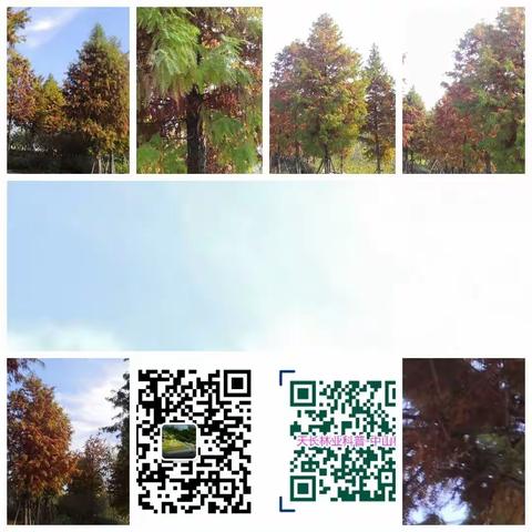 天长市城市防护绿地 树木专类园树种之中山杉