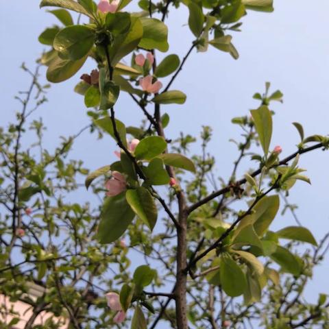 清明下乡........老家的花儿