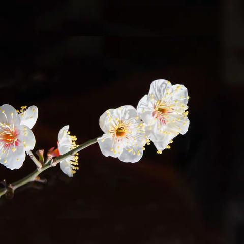 阳春听花鸣的美篇