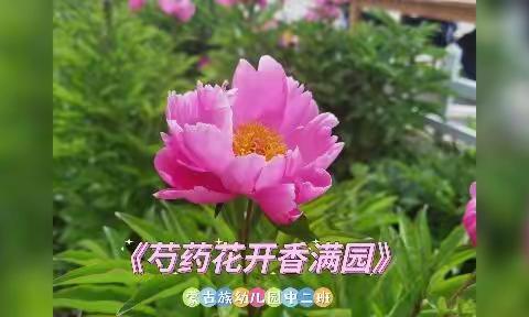 蒙古族幼儿园中二班《芍药花开香满园》活动剪影