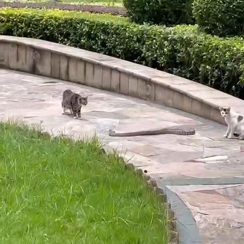 小区里的蛇猫对峙