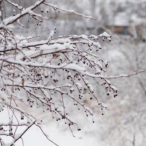 春雪