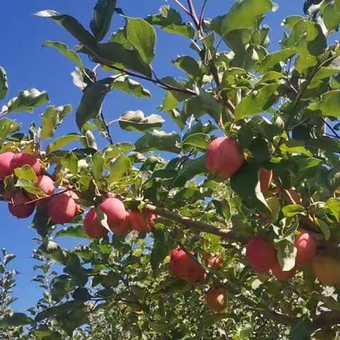 “硕果飘香 快乐采摘🍎”理德斯幼儿园冬雪之家自然教育活动☀️