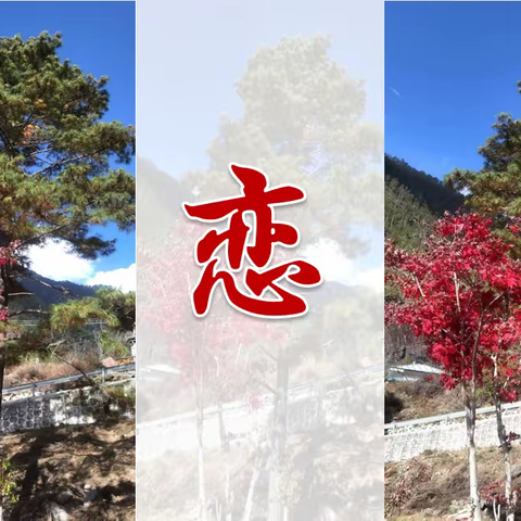 恋                                                            【留住城市的秋色，迎接初冬】