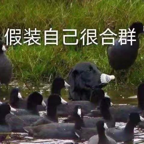 月度最爱表情包🦆