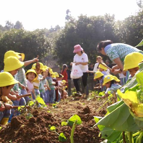 花在秋光下绽放，笑在秋风里回荡——喻家坡幼儿园柠檬班挖薯记