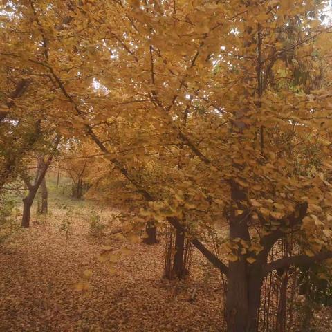 🍃🍃风吹一片叶，万物已惊秋🍂🍂