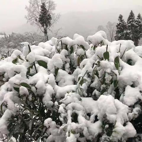 赏雪