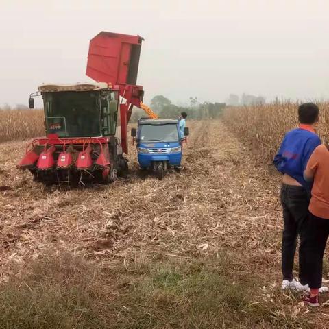 干群一心 无惧风雨 克服困难 抢收玉米——安丰乡全力以赴做好抢收抢种工作