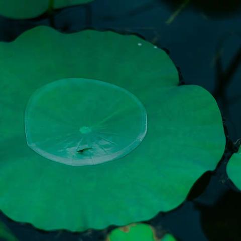 凤鸣竹峰的美篇