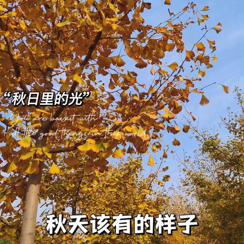 “秋天的落叶🍂”——小陈幼儿园